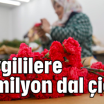 Sevgililere 75 milyon dal çiçek