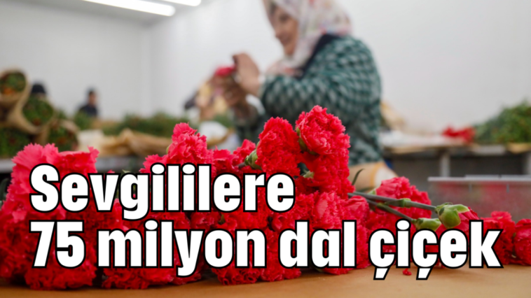 Sevgililere 75 milyon dal çiçek
