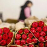 Sevgililer Günü için Antalya’dan 30 ülkeye çiçek ihracatı