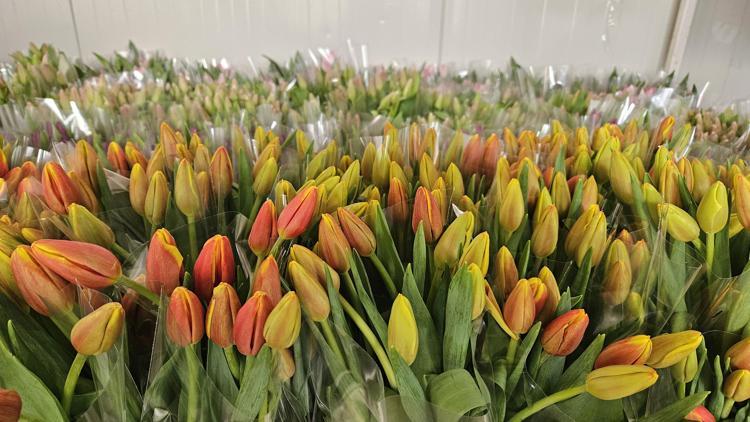 Suda 200 bin lale üretimi