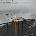 Oltasına balık yerine martı takıldı