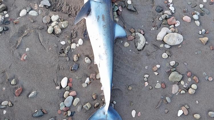 Köpek balığı ölüsü sahile vurdu