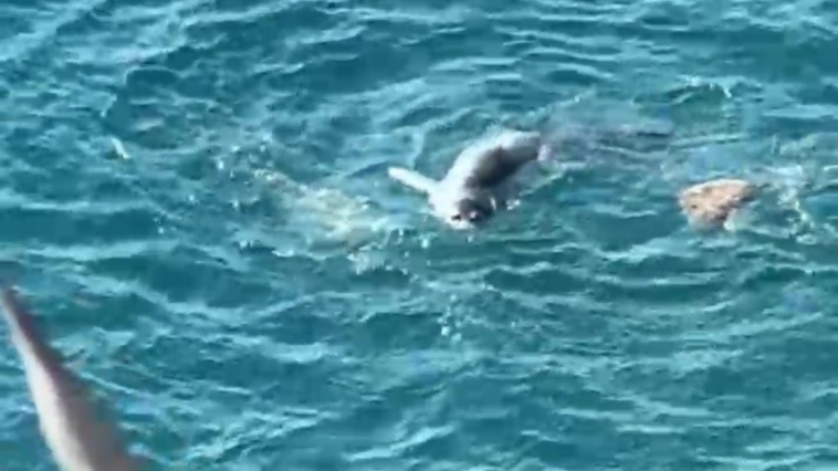 Akdeniz fokunun vatoz balığını avlaması telefonla görüntülendi