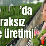Antalya'da topraksız lale üretimi