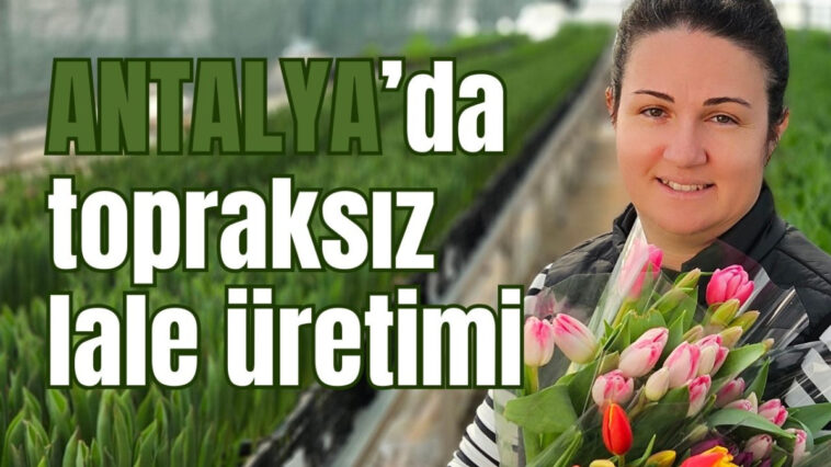 Antalya'da topraksız lale üretimi