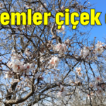 Bademler çiçek açtı