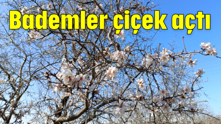 Bademler çiçek açtı