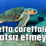 Caretta carettaları rahatsız etmeyin!
