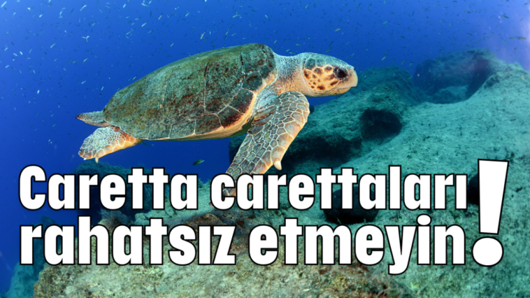 Caretta carettaları rahatsız etmeyin!