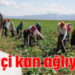 Çiftçi kan ağlıyor!