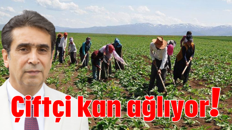 Çiftçi kan ağlıyor!
