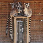 Doğal Yaşam Parkı'nda kışlık önlemler