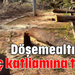 Döşemealtı'nda ağaç katliamına tepki