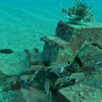 Düşen beton boru ayakları, değişik türden balıklara sığınak oldu