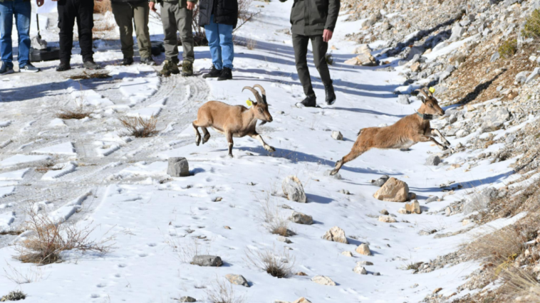 Düzlerçamı'ndan 7 yaban keçisi Afyonkarahisar'a gönderildi