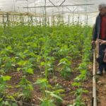 Fasulye üreticilerine teknik destek