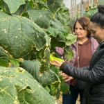 Gazipaşalı çiftçilere tarım teknikleri anlatılıyor