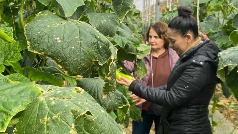 Gazipaşalı çiftçilere tarım teknikleri anlatılıyor