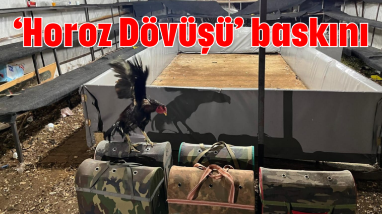 'Horoz Dövüşü' baskını
