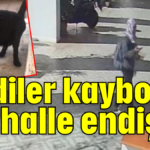 Kediler kayboldu mahalle endişeli