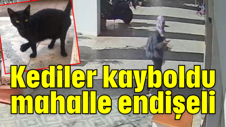 Kediler kayboldu mahalle endişeli