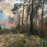 Kemer'de orman yangını çıktı