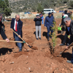 Korkuteli'nde bin sedir fidanı toprakla buluştu