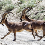 Yaban hayvanları için alt geçiş koridoru yapılacak