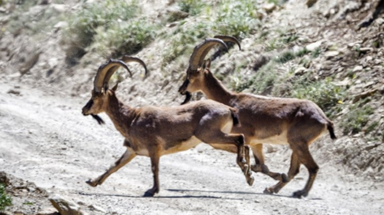 Yaban hayvanları için alt geçiş koridoru yapılacak