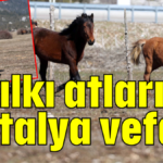 Yılkı atlarına Antalya vefası
