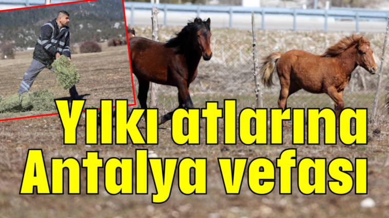Yılkı atlarına Antalya vefası