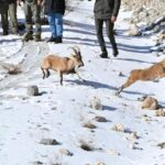 Antalyadan Afyonkarahisara 7 yaban keçisi