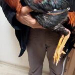 Horoz dövüştüren 4 kişiye 41 bin 540 TL ceza