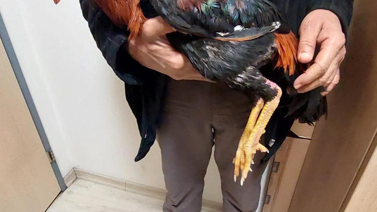 Horoz dövüştüren 4 kişiye 41 bin 540 TL ceza