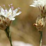 Antalyada yeni endemik bitki keşfi