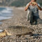 Carettaların çiftleşme dönemi başladı; rahatsız etmeyin uyarısı