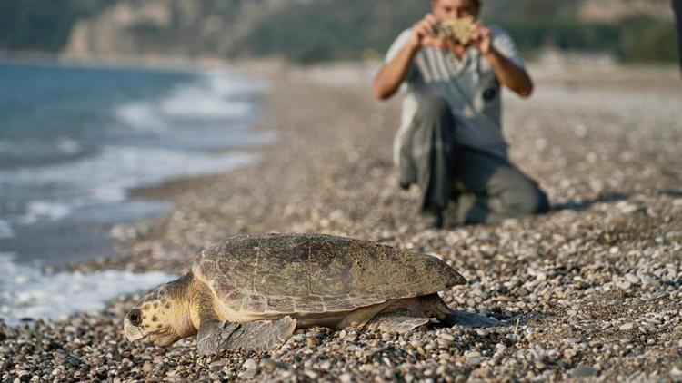 Carettaların çiftleşme dönemi başladı; rahatsız etmeyin uyarısı