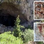 Kalker ocağından kaçak ağaç kesimi İçişleri Bakanlığı inceleme başlattı