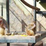 ‘Fıstık’ artık yeni ailesiyle