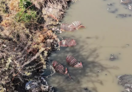 Adana'da şok eden görüntüler