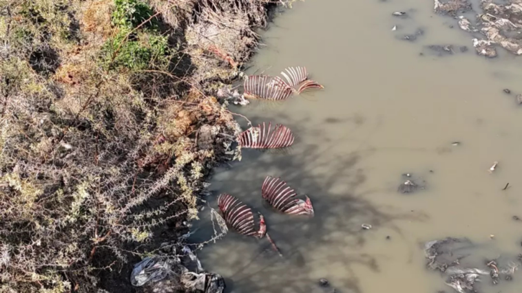 Adana'da şok eden görüntüler