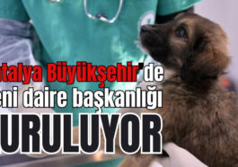 Antalya Büyükşehir'de yeni daire başkanlığı kuruluyor