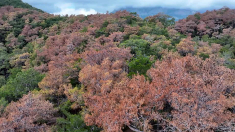 Antalya'da 'dumansız yangını' söndürmek için 14 milyon harcandı