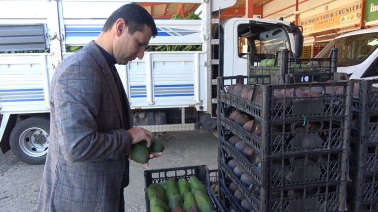 Avokado Alanyalı çiftçilerin geçim kaynağı oldu