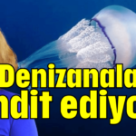 Denizanaları tehdit ediyor!