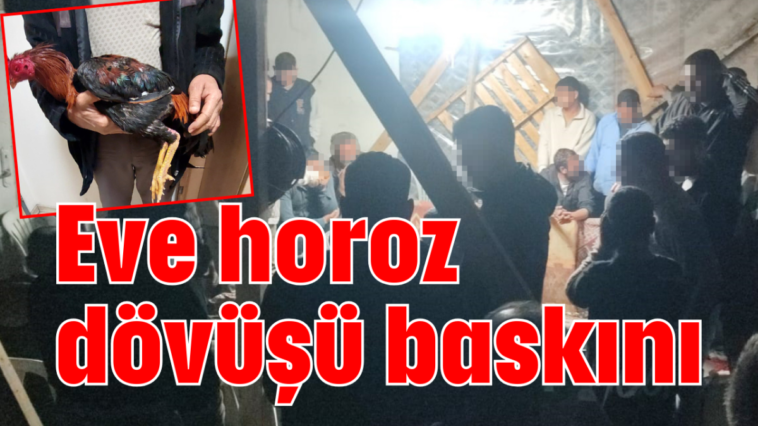 Eve horoz dövüşü baskını