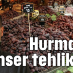 Hurmada kanser tehlikesi