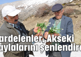 Kardelenler, Akseki yaylalarını şenlendirdi