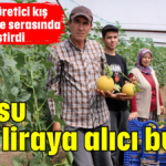 Kilosu 200 liraya alıcı buldu