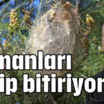 Ormanları yiyip bitiriyorlar